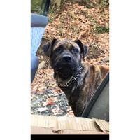 Δίνεται για υιοθεσία - χαρίζεται ημίαιμος σκυλάκος Presa Canario - Πρέσα Κανάριο