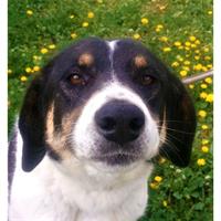 Δίνεται για υιοθεσία - χαρίζεται ημίαιμη σκυλίτσα Greek White Sheepdog - Λευκό Ελληνικό Τσοπανόσκυλο