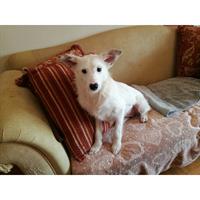 Δίνεται για υιοθεσία - χαρίζεται ημίαιμη σκυλίτσα West Highland - Γουέστ Χάιλαντ