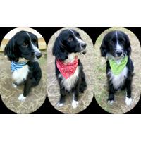 Δίνεται για υιοθεσία - χαρίζεται ημίαιμος σκυλάκος Coker Spaniel - Κόκερ Σπάνιελ