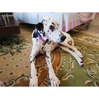 Δίνεται για υιοθεσία - χαρίζεται σκυλάκος Dalmatian -Δαλματίας