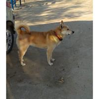 Δίνεται για υιοθεσία - χαρίζεται ημίαιμη σκυλίτσα Canadian White Shepherd Dog - Καναδέζικο Λυκόσκυλο