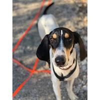 Δίνεται για υιοθεσία - χαρίζεται ημίαιμος σκυλάκος Ariegeois - Aριέγης