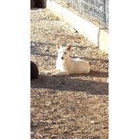 Δίνεται για υιοθεσία - χαρίζεται σκυλάκος Canadian White Shepherd Dog - Καναδέζικο Λυκόσκυλο