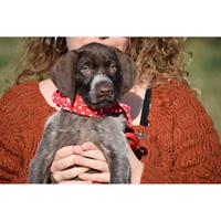 Δίνεται για υιοθεσία - χαρίζεται ημίαιμη σκυλίτσα Drahthaar - Ντρατχάαρ