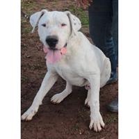 Δίνεται για υιοθεσία - χαρίζεται σκυλάκος Dogo Argentino - Ντόγκο Αρτζεντίνο