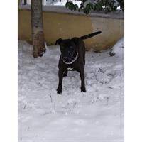 Δίνεται για υιοθεσία - χαρίζεται ημίαιμος σκυλάκος Cane corso - Κάνε Κόρσο