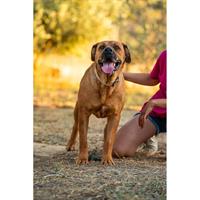 Δίνεται για υιοθεσία - χαρίζεται ημίαιμη σκυλίτσα Bull Mastiff - Μπουλ Μαστίφ 