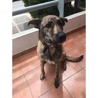 Δίνεται για υιοθεσία - χαρίζεται ημίαιμη σκυλίτσα Dutch Shepherd - Ολλανδικό Ποιμενικό