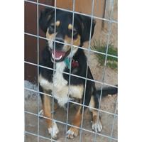 Δίνεται για υιοθεσία - χαρίζεται ημίαιμος σκυλάκος Rottweiler - Ροτβάιλερ