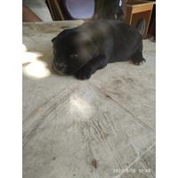 Δίνεται για υιοθεσία - χαρίζεται σκυλίτσα Caniche - Poodle - Κανίς