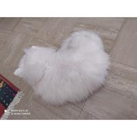 Δίνεται για υιοθεσία - χαρίζεται ημίαιμη γάτα Persian - Περσική