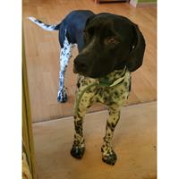 Δίνεται για υιοθεσία - χαρίζεται σκυλάκος Kurzhaar - Κουρτσχαάρ