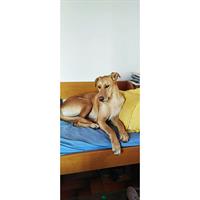 Δίνεται για υιοθεσία - χαρίζεται ημίαιμη σκυλίτσα Whippet - Γουίπετ