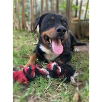 Δίνεται για υιοθεσία - χαρίζεται σκυλάκος Rottweiler - Ροτβάιλερ