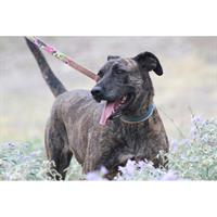 Δίνεται για υιοθεσία - χαρίζεται ημίαιμη σκυλίτσα